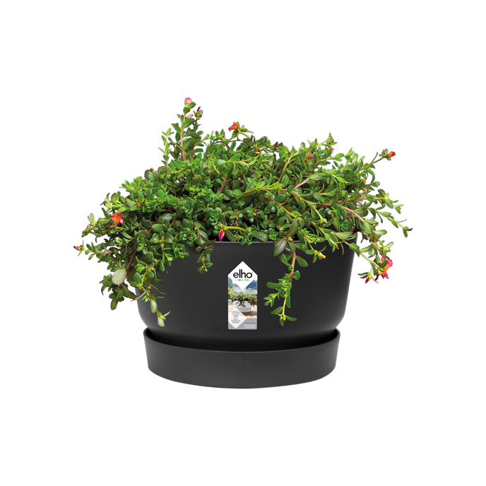 greenville schale 33cm living schwarz